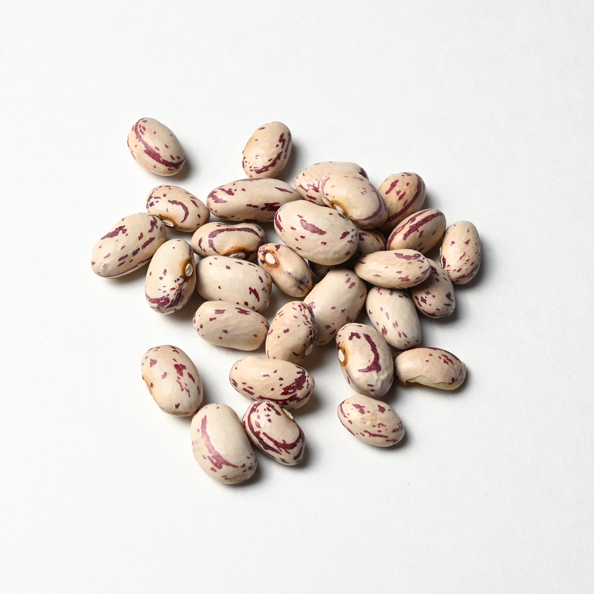 Cranberry Bean