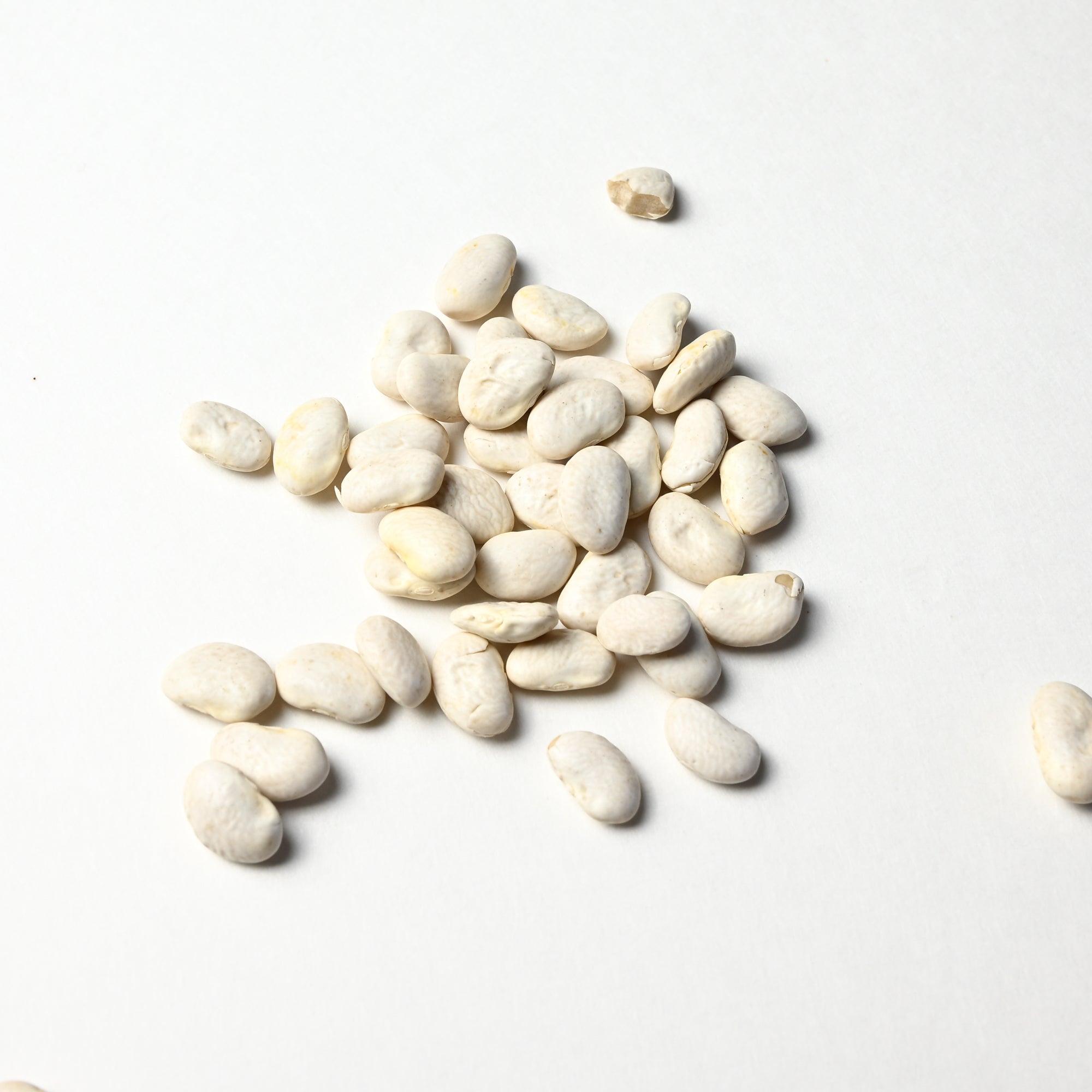 Great Northern Bean