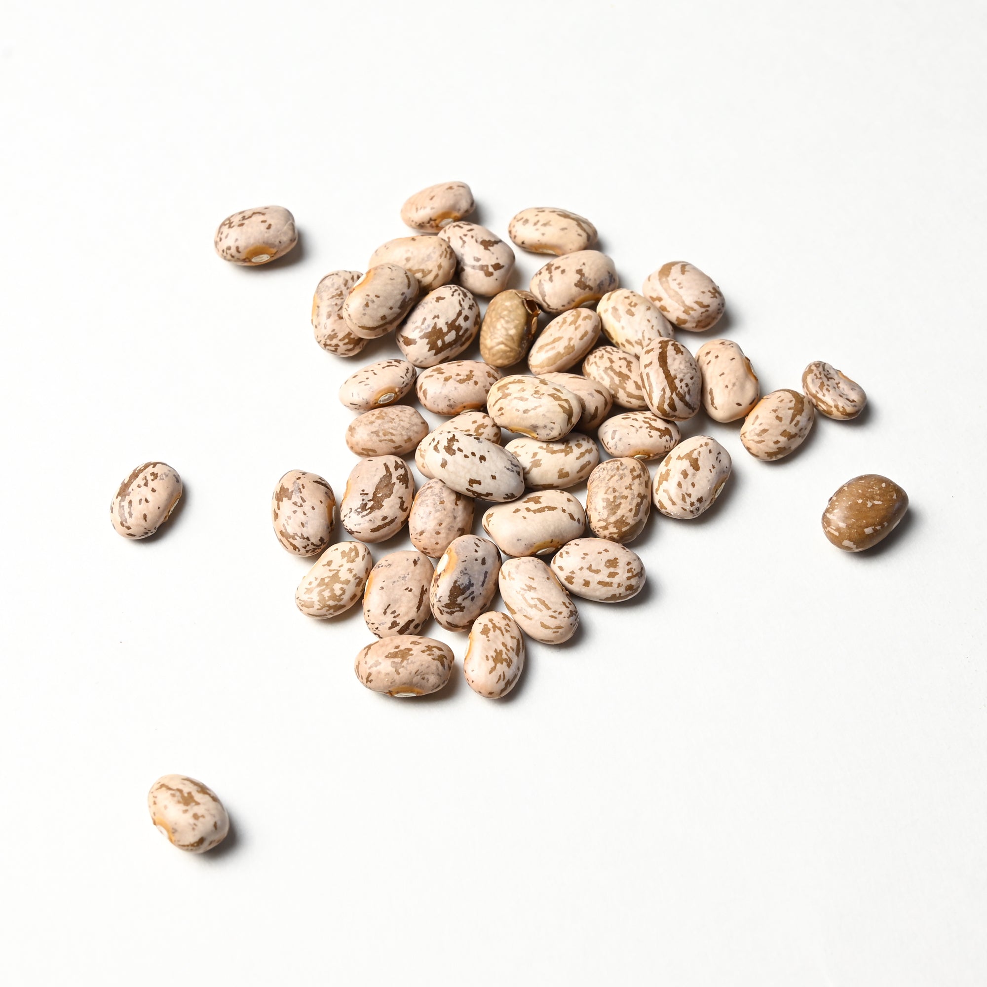 Pinto Beans